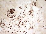 MNDA Antibody in Immunohistochemistry (Paraffin) (IHC (P))
