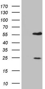 MNDA Antibody in Western Blot (WB)
