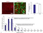 PSD-95 Antibody in Immunohistochemistry (IHC)