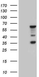 MNS1 Antibody in Western Blot (WB)