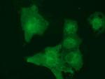 MOBKL2B Antibody in Immunocytochemistry (ICC/IF)