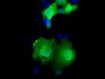 MOBKL2B Antibody in Immunocytochemistry (ICC/IF)