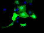 MOBKL2B Antibody in Immunocytochemistry (ICC/IF)