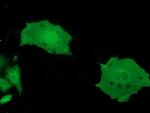 MOBKL2B Antibody in Immunocytochemistry (ICC/IF)