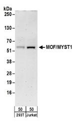 MOF/MYST1 Antibody in Western Blot (WB)