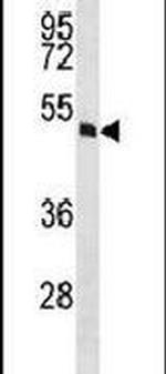 MOK Antibody in Western Blot (WB)