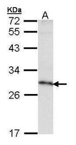 MOK Antibody in Western Blot (WB)