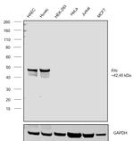 PAI1 Antibody in Western Blot (WB)