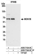 MON1B Polyclonal Antibody