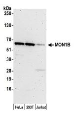 MON1B Polyclonal Antibody