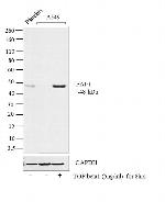 PAI1 Antibody in Western Blot (WB)