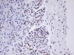 MORF4 Antibody in Immunohistochemistry (Paraffin) (IHC (P))
