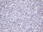 MORF4 Antibody in Immunohistochemistry (Paraffin) (IHC (P))
