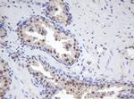 MORF4 Antibody in Immunohistochemistry (Paraffin) (IHC (P))