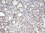 MORF4 Antibody in Immunohistochemistry (Paraffin) (IHC (P))