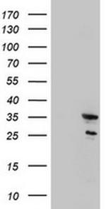 MORF4 Antibody in Western Blot (WB)