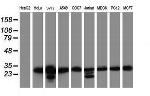 MORF4 Antibody in Western Blot (WB)