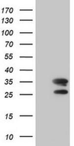 MORF4 Antibody in Western Blot (WB)