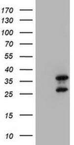 MORF4 Antibody in Western Blot (WB)