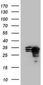 MORF4 Antibody in Western Blot (WB)