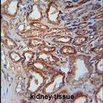 MOSC1 Antibody in Immunohistochemistry (IHC)