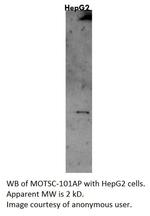 MOTS-c Polyclonal Antibody