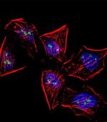 MOX1 Antibody in Immunocytochemistry (ICC/IF)