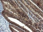 MPI Antibody in Immunohistochemistry (Paraffin) (IHC (P))