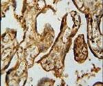MPP1 Antibody in Immunohistochemistry (IHC)