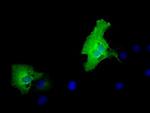 MPP3 Antibody in Immunocytochemistry (ICC/IF)