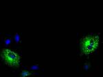 MPP3 Antibody in Immunocytochemistry (ICC/IF)