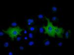 MPP3 Antibody in Immunocytochemistry (ICC/IF)