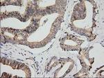 MPP3 Antibody in Immunohistochemistry (Paraffin) (IHC (P))
