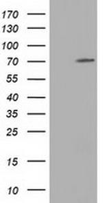 MPP3 Antibody in Western Blot (WB)