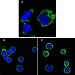 MPS1 Monoclonal Antibody (7E3)