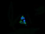 MPZL2 Antibody in Immunocytochemistry (ICC/IF)