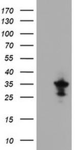 MPZL2 Antibody in Western Blot (WB)