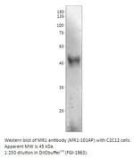 MR1 Polyclonal Antibody