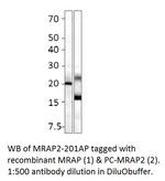 MRAP2 Polyclonal Antibody