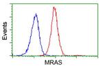 MRAS Antibody in Flow Cytometry (Flow)