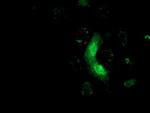 MRAS Antibody in Immunocytochemistry (ICC/IF)