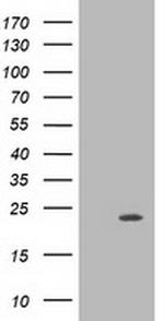 MRAS Antibody in Western Blot (WB)