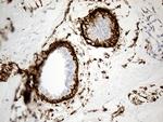 MRC2 Antibody in Immunohistochemistry (Paraffin) (IHC (P))