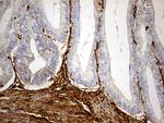 MRC2 Antibody in Immunohistochemistry (Paraffin) (IHC (P))