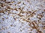 MRC2 Antibody in Immunohistochemistry (Paraffin) (IHC (P))