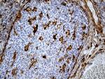 MRC2 Antibody in Immunohistochemistry (Paraffin) (IHC (P))