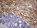 MRC2 Antibody in Immunohistochemistry (Paraffin) (IHC (P))