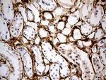 MRC2 Antibody in Immunohistochemistry (Paraffin) (IHC (P))