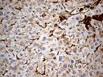 MRC2 Antibody in Immunohistochemistry (Paraffin) (IHC (P))