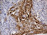 MRC2 Antibody in Immunohistochemistry (Paraffin) (IHC (P))